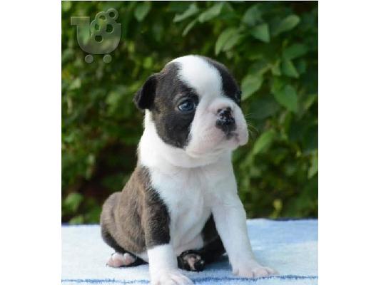 Όμορφα κουτάβια boston terrier
